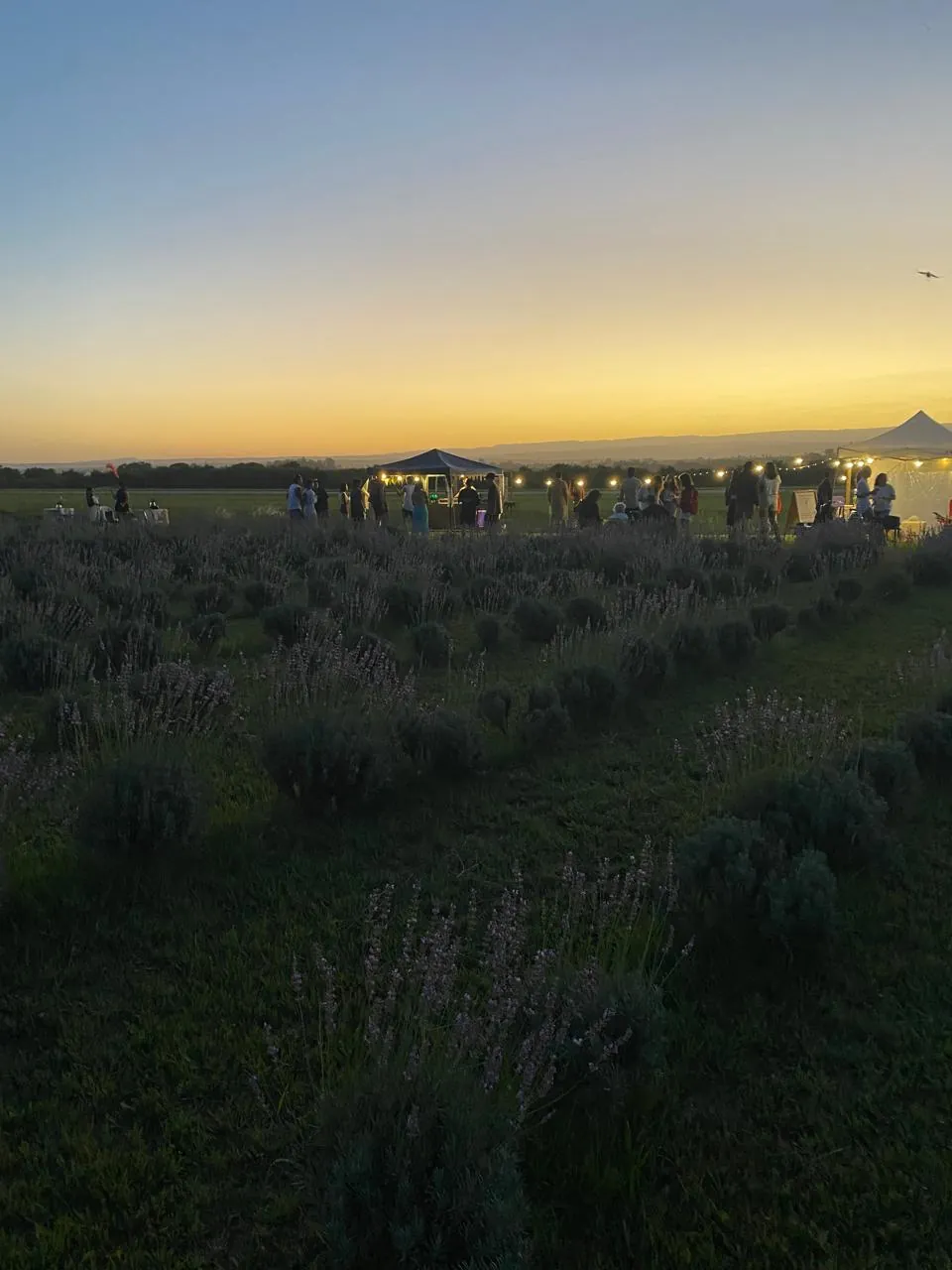 Encuentro al atardecer en el Lavandar del Lago