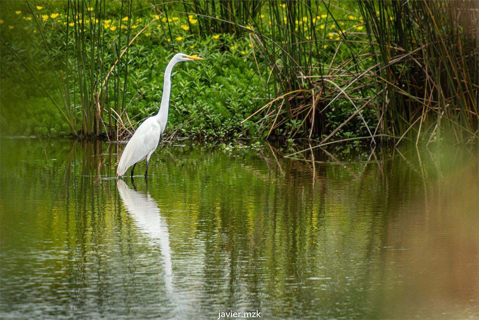 Reserva ambiental Aguada de los pájaros