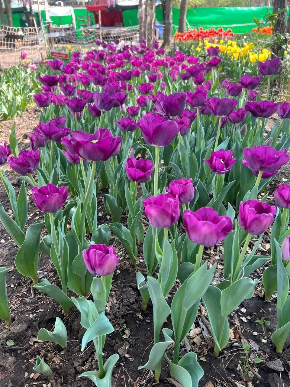 Jardín de Tulipanes en Villa Rumipal