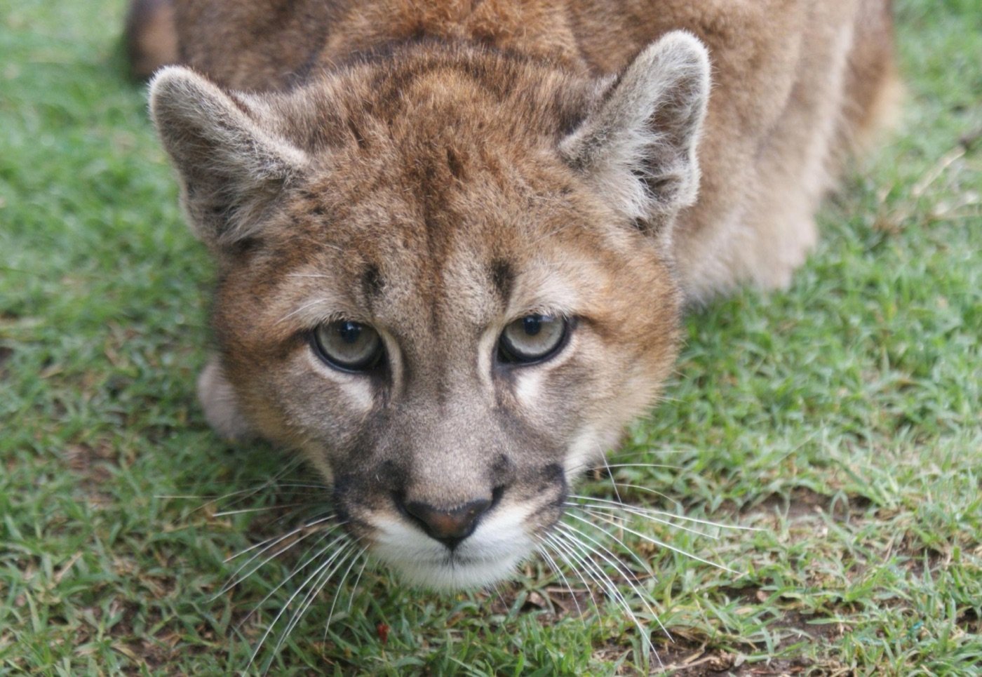 Puma en la Reserva Pumakawa